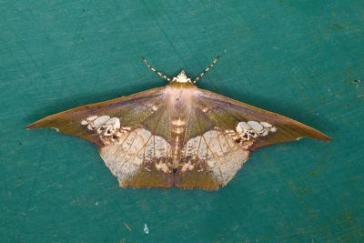 小缺口鐮翅青尺蛾 Timandromorpha enervata 雄蟲