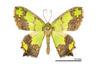 烏雲豔青尺蛾 Agathia hemithearia 雄蟲