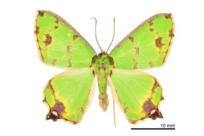 豔青尺蛾 Agathia lycaenaria 雄蟲