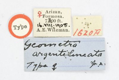 細白波紋突尾尺蛾 Geometra argentilineata