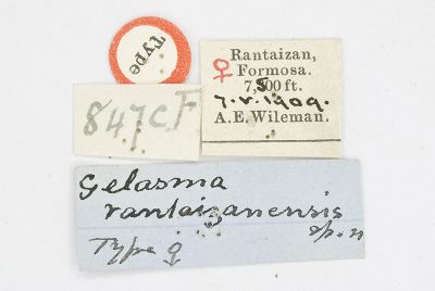 巒大山突尾尺蛾 Gelasma rantaizanensis
