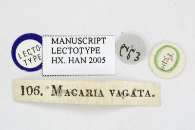 漫副鋸翅青尺蛾 Paramaxates vagata