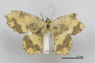 漫副鋸翅青尺蛾 Paramaxates vagata 雌蟲