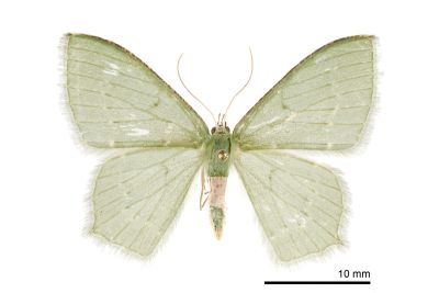 翠仿銹腰尺蛾 Chlorissa arcana 雌蟲