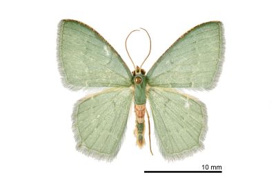 翠仿銹腰尺蛾 Chlorissa arcana 雄蟲