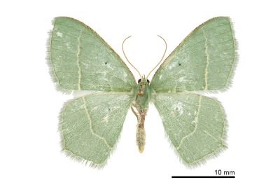青仿銹腰尺蛾 Chlorissa distinctaria distinctaria 雌蟲