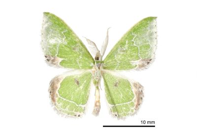 角翅絲尺蛾 Protuliocnemis falcipennis 雄蟲
