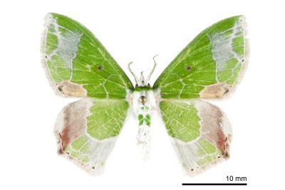 伴絲尺蛾 Protuliocnemis partita 雌蟲