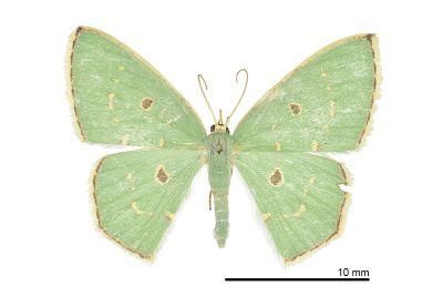 小斑四圈青尺蛾 Comostola enodata 雌蟲