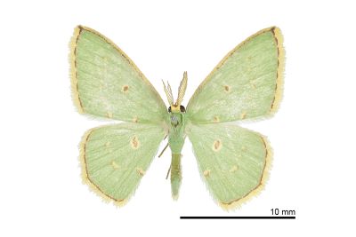 小斑四圈青尺蛾 Comostola enodata 雄蟲