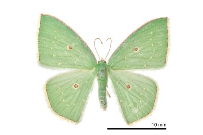 點亞四目綠尺蛾 Comostola ocellulata 雌蟲