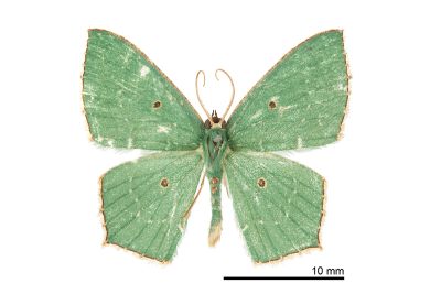 Cyclothea disjuncta 雄蟲