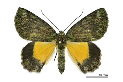 裏黃峰尺蛾 Dindica polyphaenaria 雌蟲