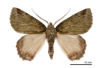 紫峰尺蛾 Dindica purpurata 雄蟲