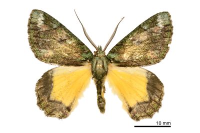 白頂峰尺蛾 Dindica wilemani 雄蟲