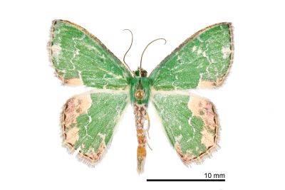 彎彩翠尺蛾 Eucyclodes infracta 雄蟲