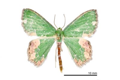 彎彩翠尺蛾 Eucyclodes infracta 雄蟲