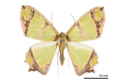 大豔青尺蛾 Agathia magnificentia 雄蟲