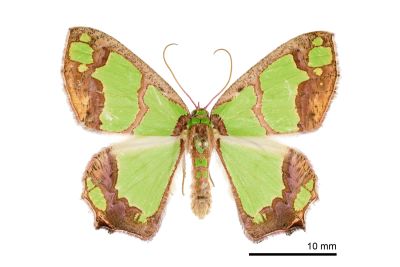 焦斑豔青尺蛾 Agathia visenda curvifiniens 雄蟲