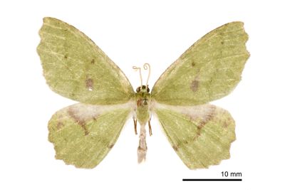 單線灰黃尺蛾 Aracima serrata 雄蟲