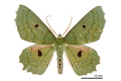 彎斑四眼綠尺蛾 Chlorodontopera discospilata 雄蟲