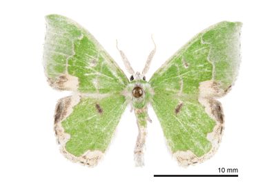 角翅絲尺蛾 Protuliocnemis falcipennis 雄蟲