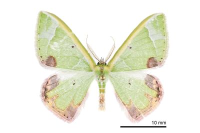大褐斑綠尺蛾 Comibaena pictipennis pictipennis 雄蟲