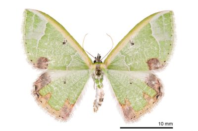 大褐斑綠尺蛾 Comibaena pictipennis pictipennis 雌蟲