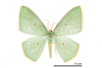 點亞四目綠尺蛾 Comostola ocellulata 雄蟲