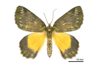 裏黃峰尺蛾 Dindica polyphaenaria 雌蟲