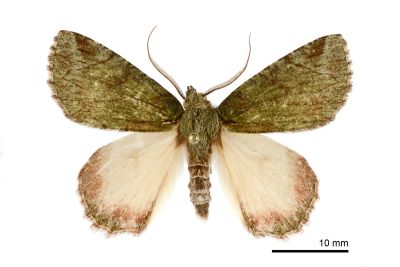 紫峰尺蛾 Dindica purpurata 雄蟲
