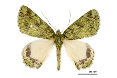 臺灣峰尺蛾 Dindica taiwana 雌蟲