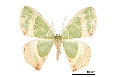 拉拉山翠尺蛾 Eucyclodes lalashana 雌蟲