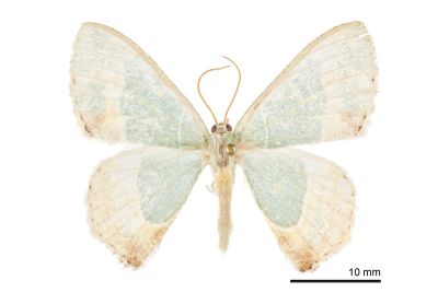 拉拉山翠尺蛾 Eucyclodes lalashana 雄蟲