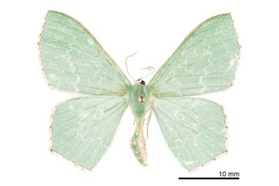 四圈無繮青尺蛾 Hemistola orbiculosa 雌蟲