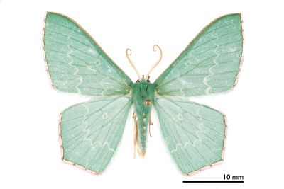 四圈無繮青尺蛾 Hemistola orbiculosa 雄蟲