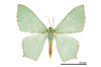 紅緣無繮青尺蛾 Hemistola simplex 雄蟲