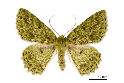 赭點粉綠尺蛾 Herochroma ochreipicta 雌蟲