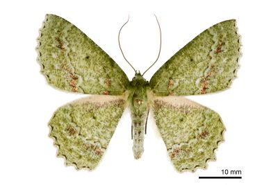 超粉綠尺蛾 Herochroma supraviridaria 雌蟲