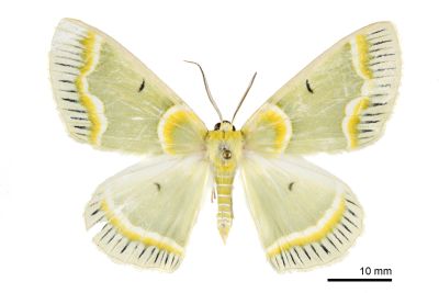 青輻射尺蛾 Iotaphora admirabilis 雄蟲