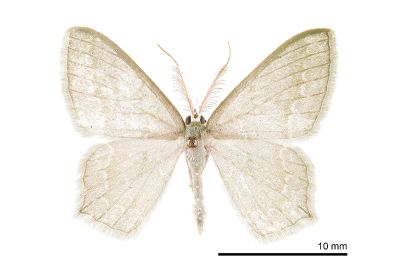 巒大山突尾尺蛾 Jodis rantaizanensis 雄蟲