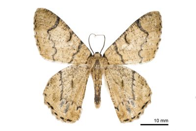 明線垂耳尺蛾 Lophophelma iterans onerosus 雄蟲