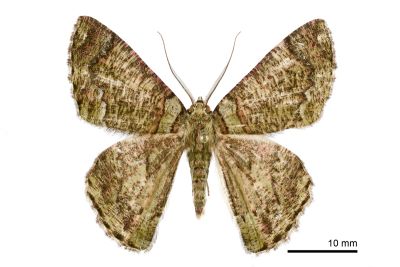 臺灣垂耳尺蛾 Lophophelma taiwana 雄蟲