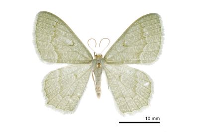 微尖尾尺蛾 Maxates glaucaria 雌蟲