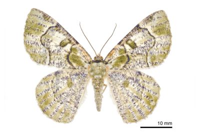 豆紋尺蛾 Metallolophia arenaria 雌蟲