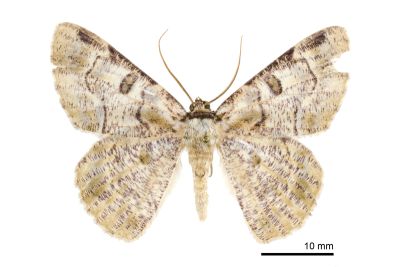 豆紋尺蛾 Metallolophia arenaria 雄蟲