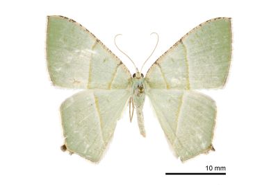 雙線新青尺蛾 Neohipparchus vallata 雌蟲