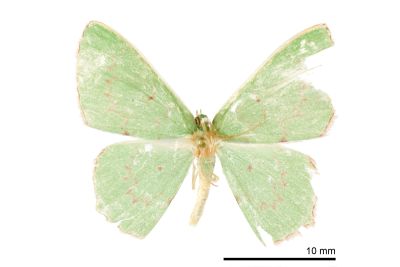紅鋸青尺蛾 Oenospila flavifusata 雄蟲