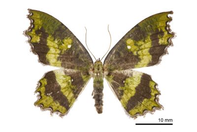 臺灣副鋸翅青尺蛾 Paramaxates taiwana 雌蟲