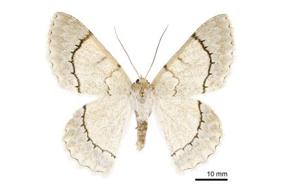 弧紋粉尺蛾 Pingasa alba alba 雌蟲